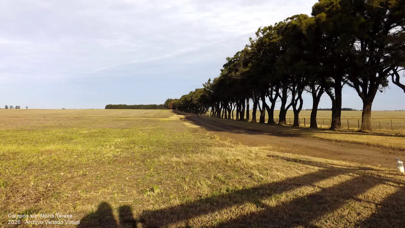 Campos con lomadas de origen medanoso, al sur de María Teresa