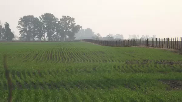 Suaves lomadas en los campos de Venado Tuerto