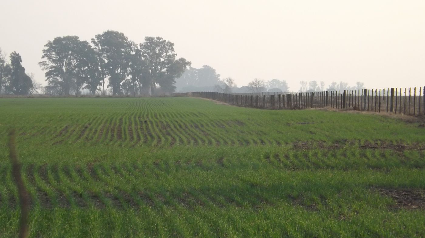 Suaves lomadas en los campos de Venado Tuerto