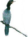 Biguá          (Phalacrocorax olivaceus)
