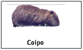 Coipo o falsa nutria
